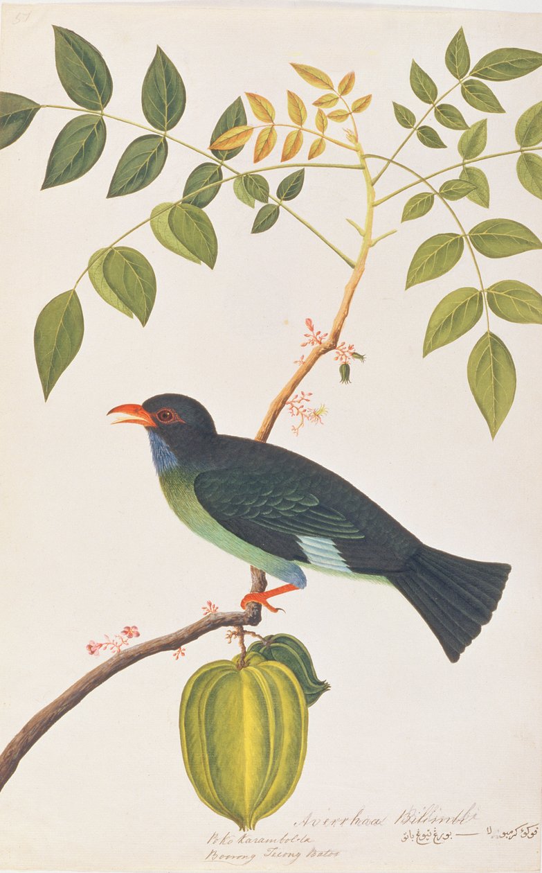 Dollarbird, z Rysunków ptaków z Malakki, ok. 1805-18 (wc na papierze) autorstwa Chinese School