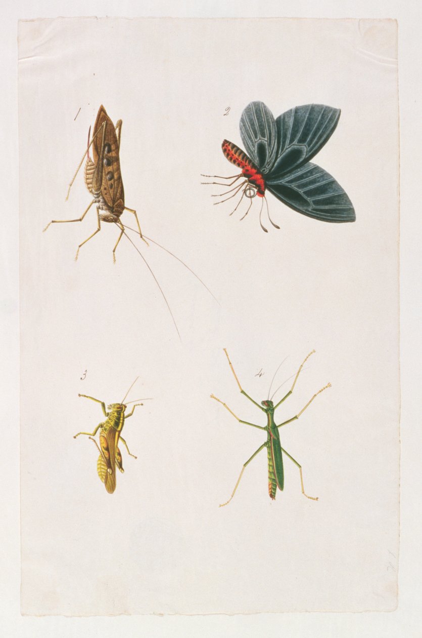 Cztery owady, z rysunków zwierząt, owadów i gadów z Malakki, ok. 1805-18 (wc i gwasz na papierze) autorstwa Chinese School