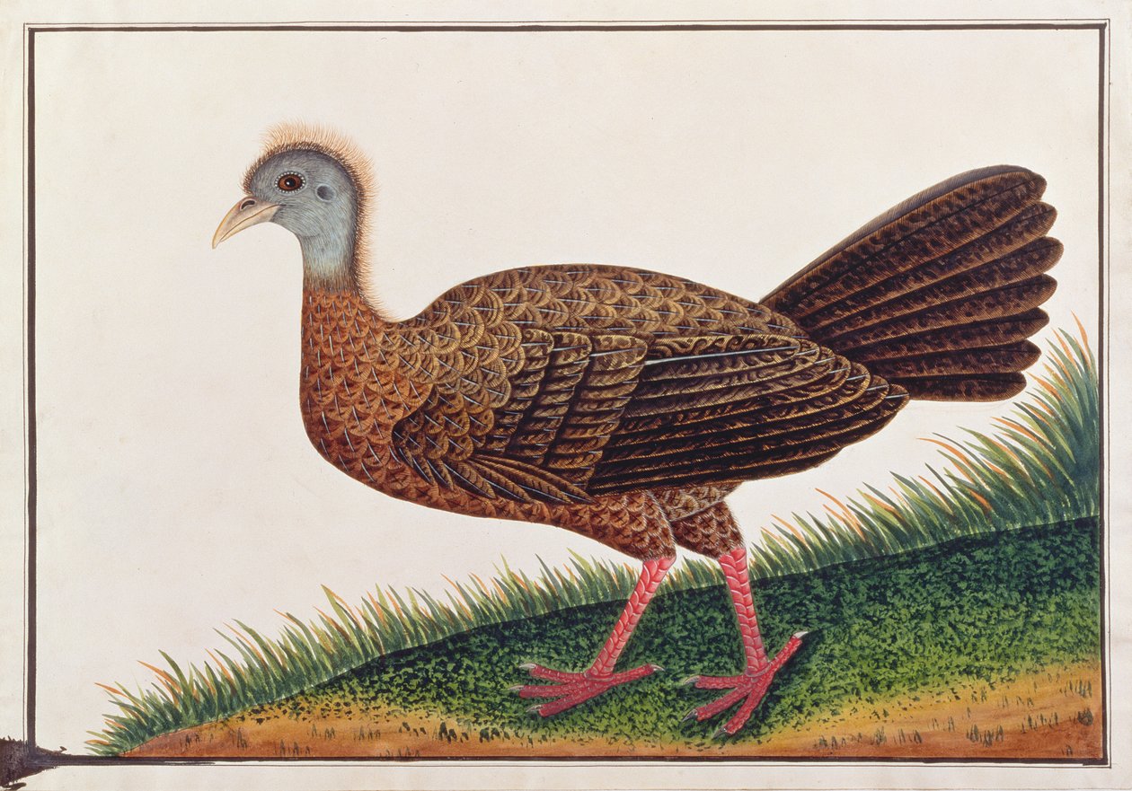 Argus Wielki, z Rysunków ptaków z Malakki, ok. 1805-18 (wc na papierze) autorstwa Chinese School
