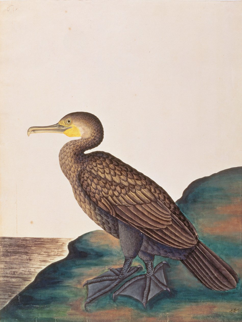 Kormoran wielki, z Rysunków ptaków z Malakki, ok. 1805-18 (wc na papierze) autorstwa Chinese School