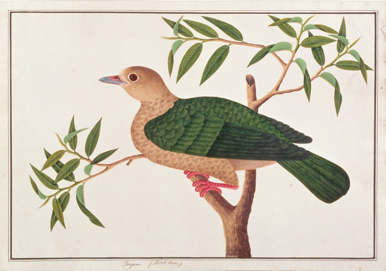 Green Imperial Pigeon, z Rysunków ptaków z Malakki, ok. 1805-18 (wc na papierze) autorstwa Chinese School