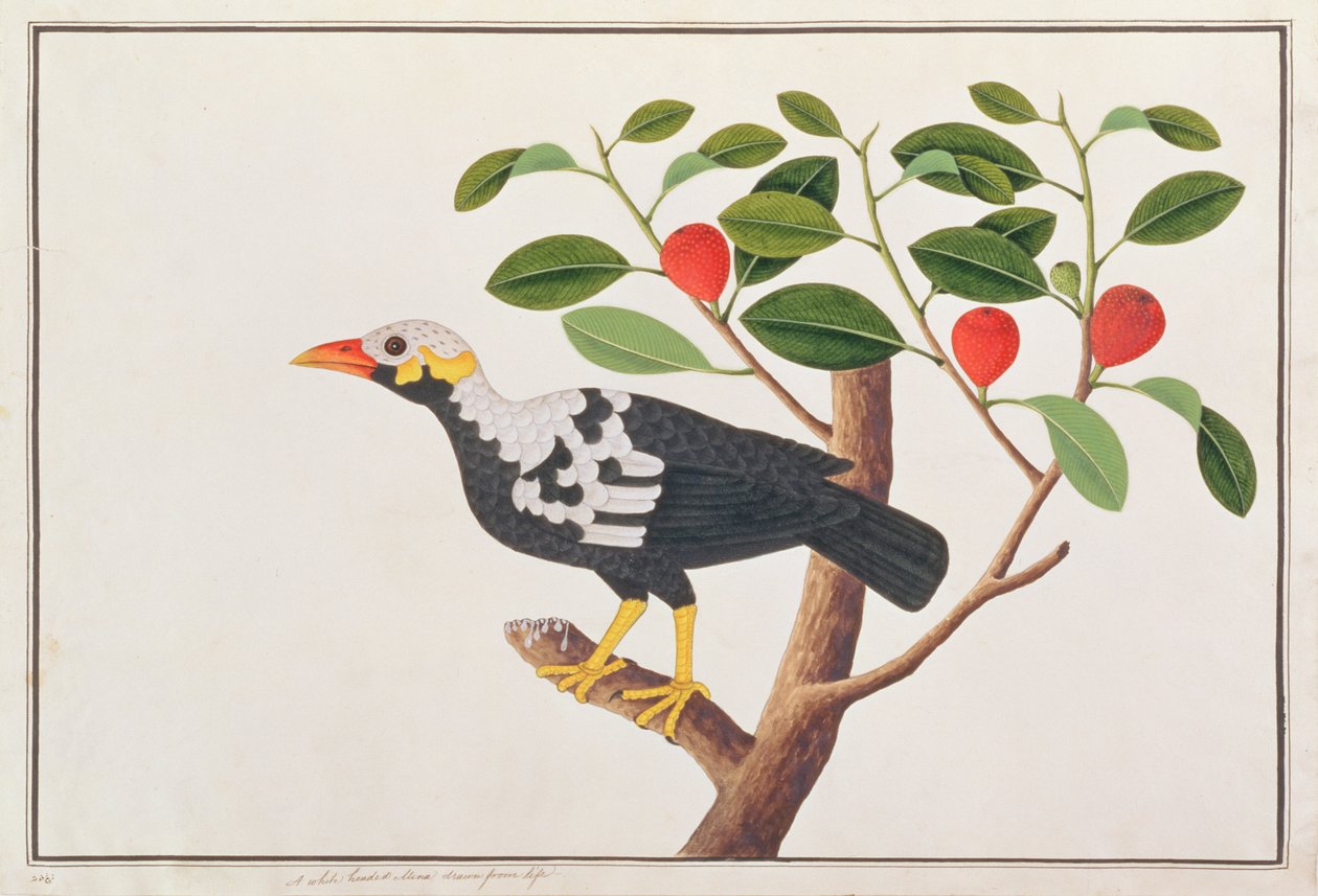 Wzgórze Myna, z Rysunków ptaków z Malakki, ok. 1805-18 (wc na papierze) autorstwa Chinese School