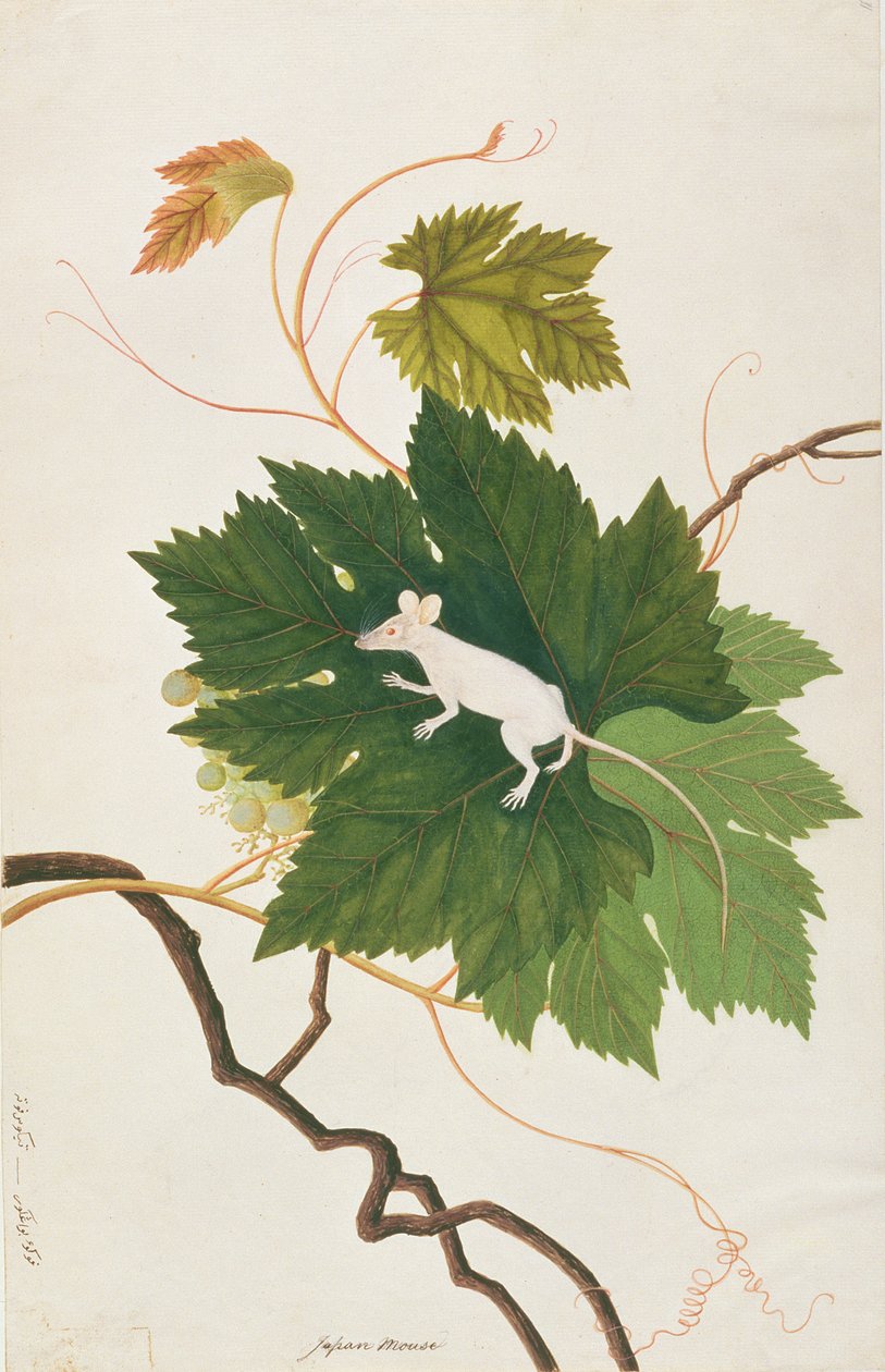 Mysz domowa, z Rysunków zwierząt, owadów i gadów z Malakki, ok. 1805-18 (wc i gwasz na papierze) autorstwa Chinese School