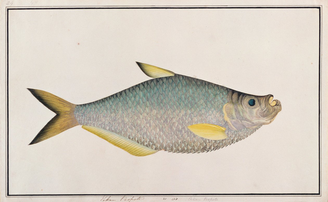 Ilisha, Rysunki ryb z Malakki, ok. 1805-18 (wc na papierze) autorstwa Chinese School