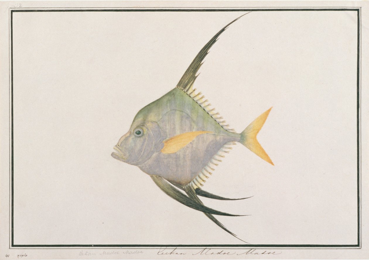 Indian Threadfish, z Rysunków ryb z Malakki, ok. 1805-18 (wc na papierze) autorstwa Chinese School