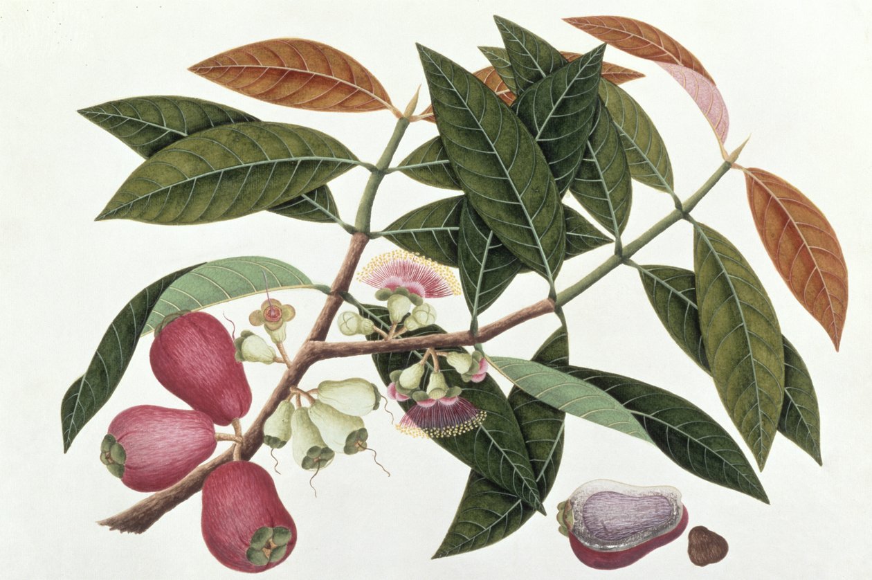 Jamboo Telore mera lub Eugenia Malacceusis, z Rysunków roślin z Malakki, ok. 1805-18 (wc na papierze) autorstwa Chinese School