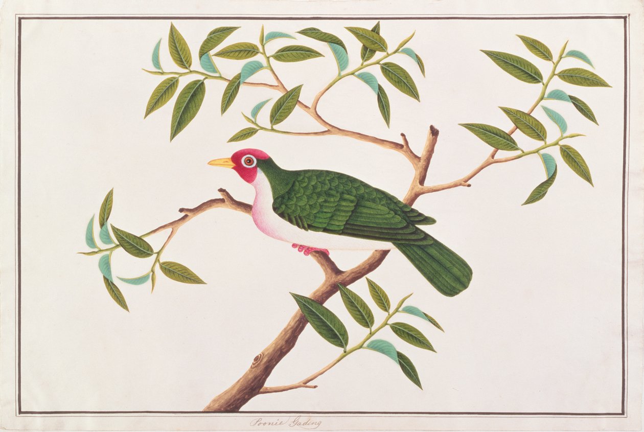 Owocowa gołębica Jambu, z Rysunków ptaków z Malakki, ok. 1805-18 (wc na papierze) autorstwa Chinese School