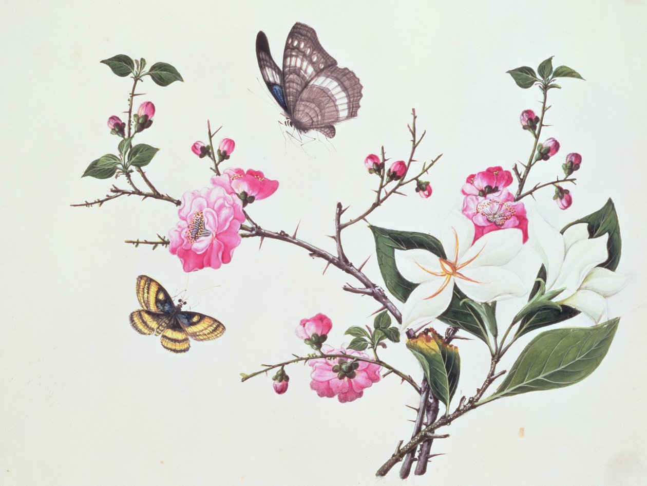 Japonica, Magnolia i Motyle autorstwa Chinese School