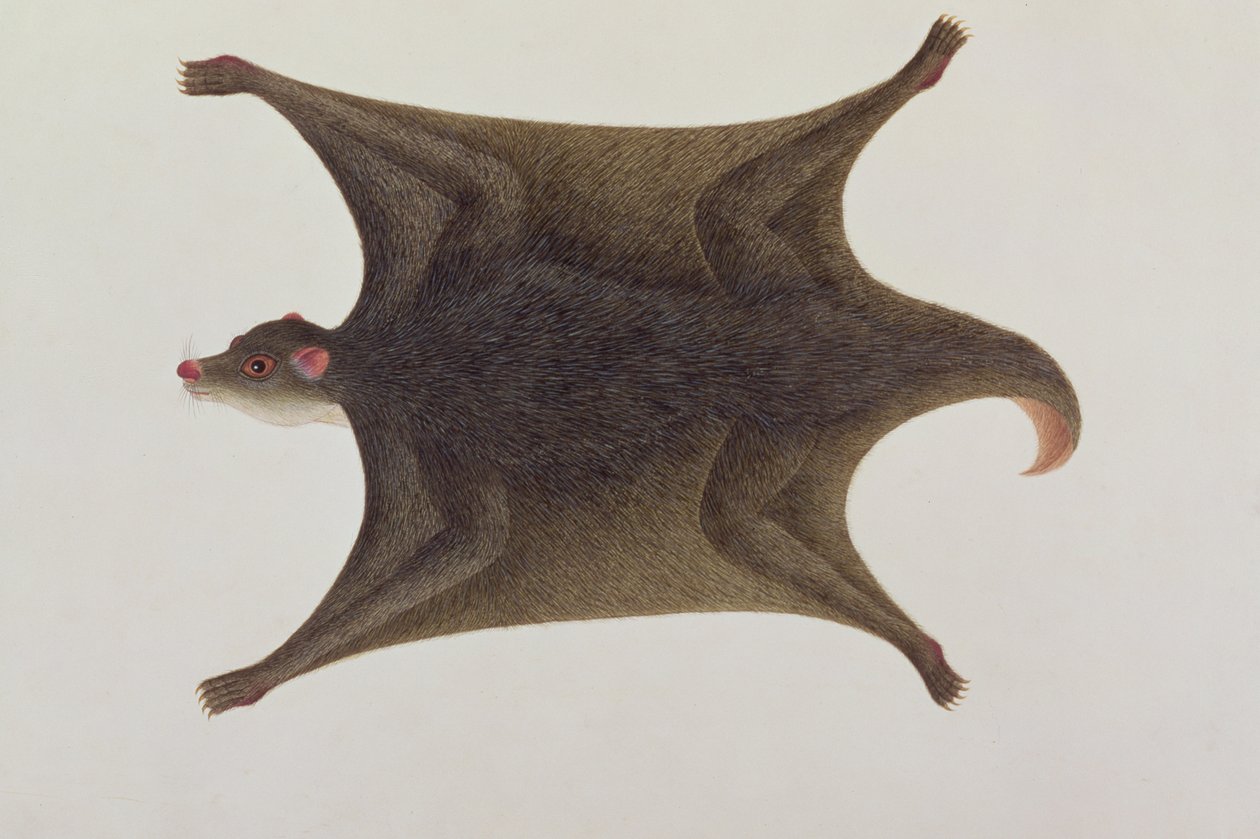 Koolong (malajski) Lemur, Macanee, z Rysunków zwierząt, owadów i gadów Malakki, ok. 1805-18 (wc i gwasz na papierze) autorstwa Chinese School
