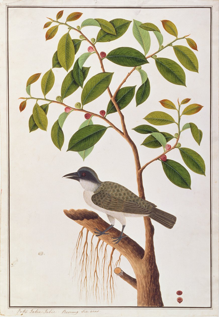 Duży dzierzba, z Rysunków ptaków z Malakki, ok. 1805-18 (wc na papierze) autorstwa Chinese School