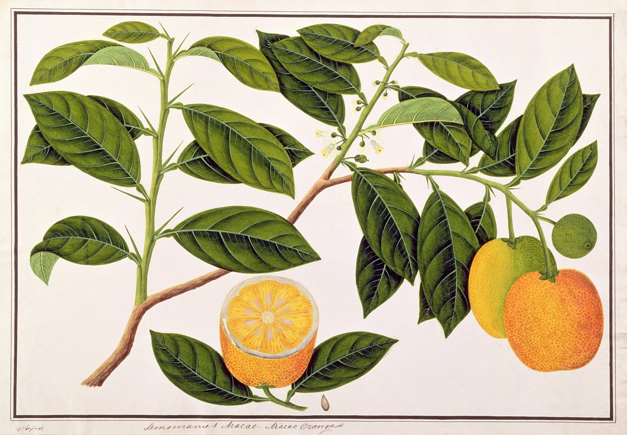 Lemomanies Macao-Macao Oranges, z Rysunków roślin z Malakki, ok. 1805-18 (wc na papierze) autorstwa Chinese School