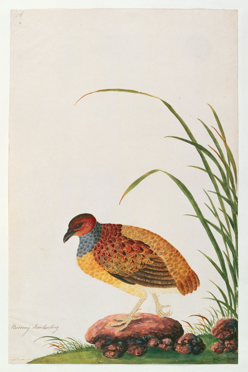 Kuropatwa długodzioba, z Rysunków ptaków z Malakki, ok. 1805-18 (wc na papierze) autorstwa Chinese School