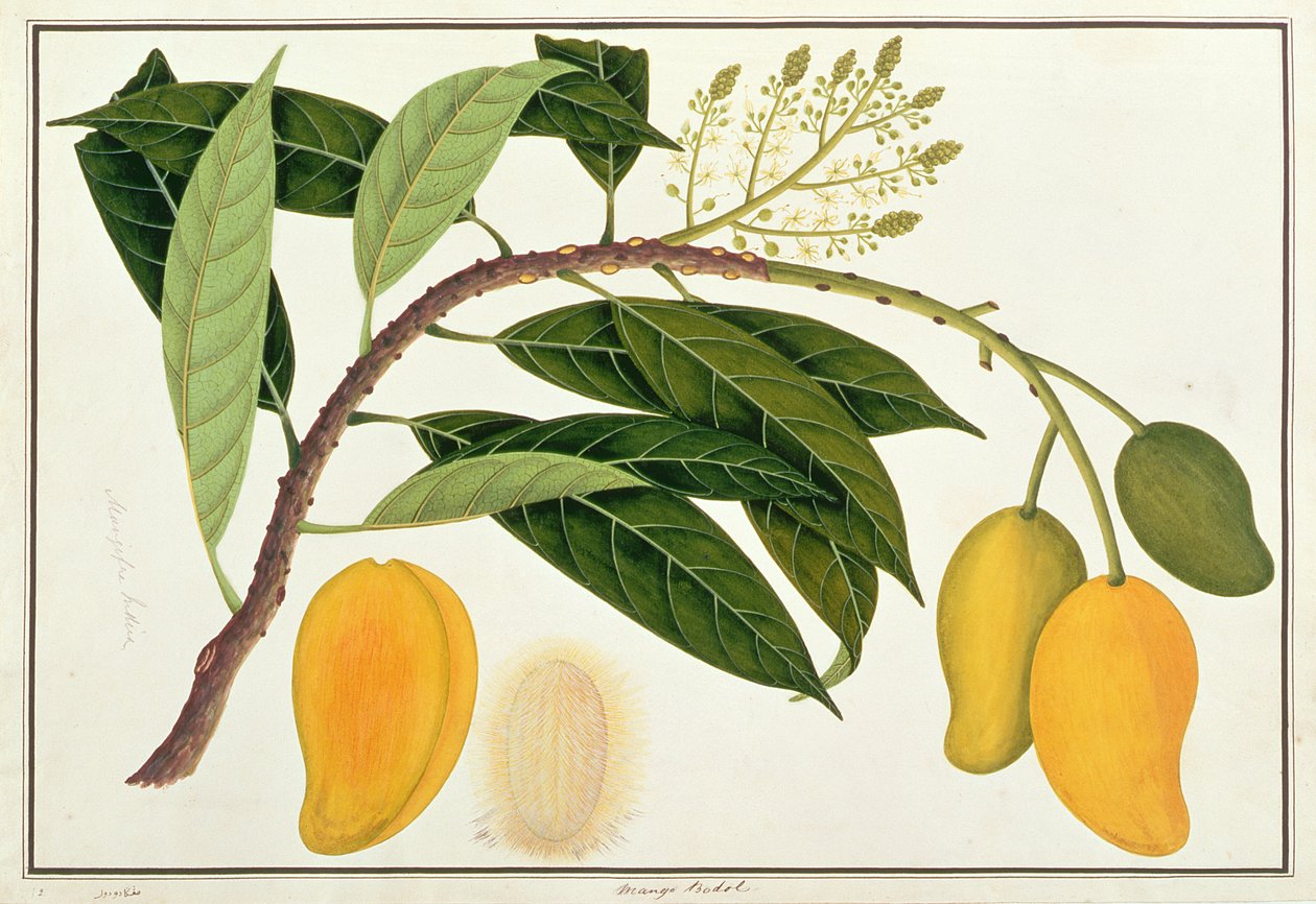 Mango Bodol, z Rysunków roślin z Malakki, ok. 1805-18 (wc na papierze) autorstwa Chinese School