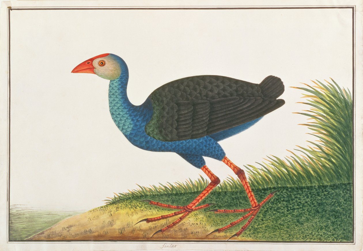 Fioletowy Swamphen, z Rysunków ptaków z Malakki, ok. 1805-18 (wc na papierze) autorstwa Chinese School