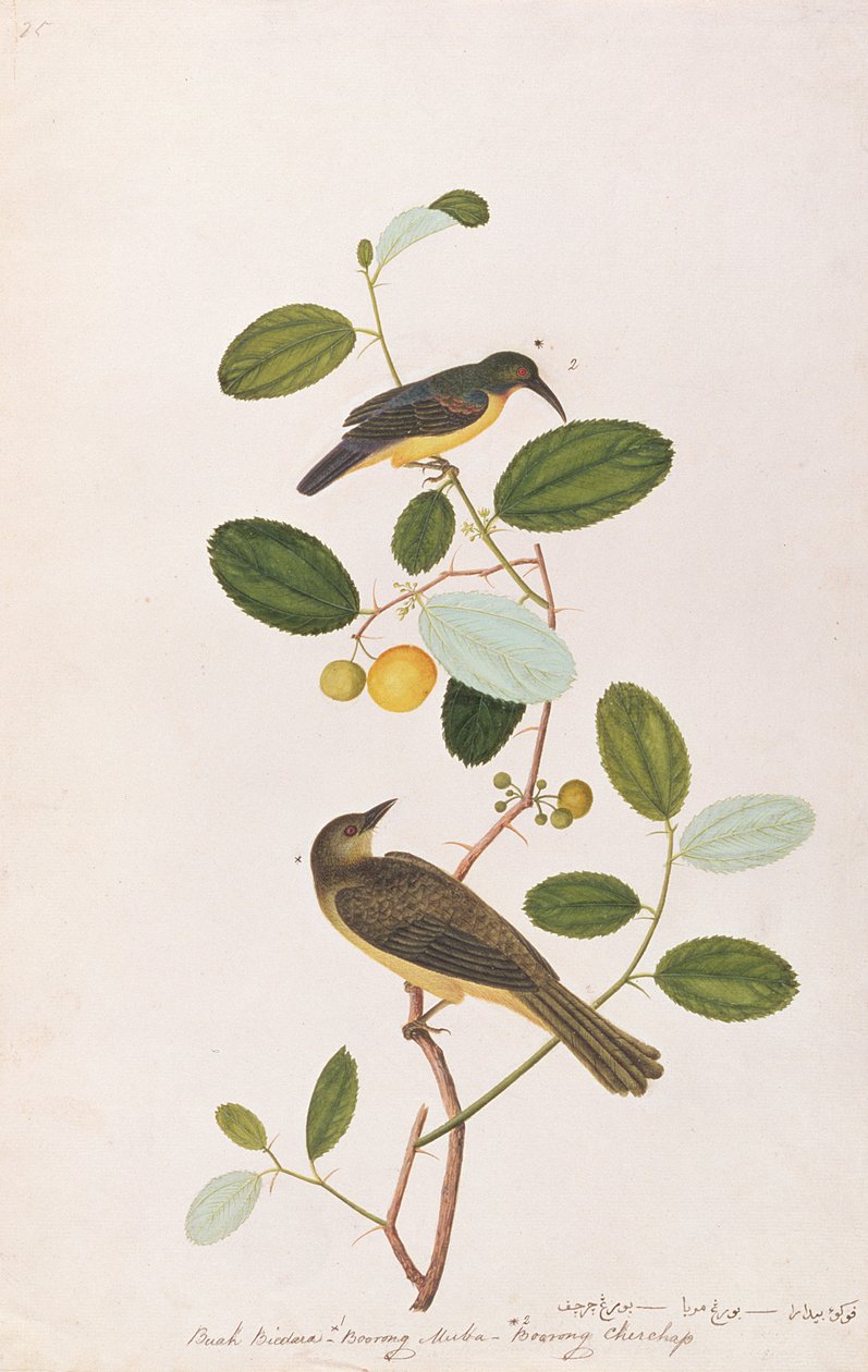 Słonecznik rdzawoszyjny i bibul czerwonooka, z Rysunków ptaków z Malakki, ok. 1805-18 (wc na papierze) autorstwa Chinese School