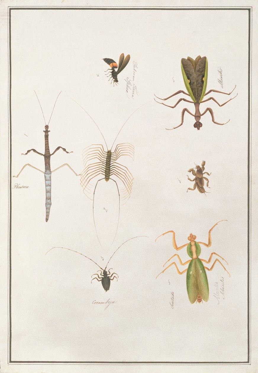 Sześć stawonogów z Rysunków zwierząt, owadów i gadów z Malakki, ok. 1805-18 (wc i gwasz na papierze) autorstwa Chinese School