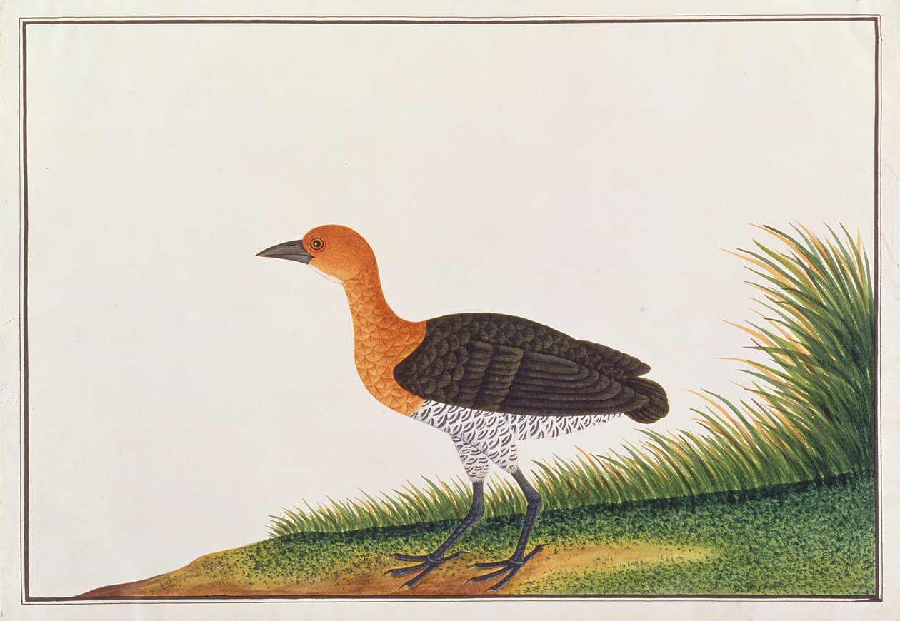 Slaty-nogi derkacz, z Rysunków ptaków z Malakki, ok. 1805-18 (wc na papierze) autorstwa Chinese School