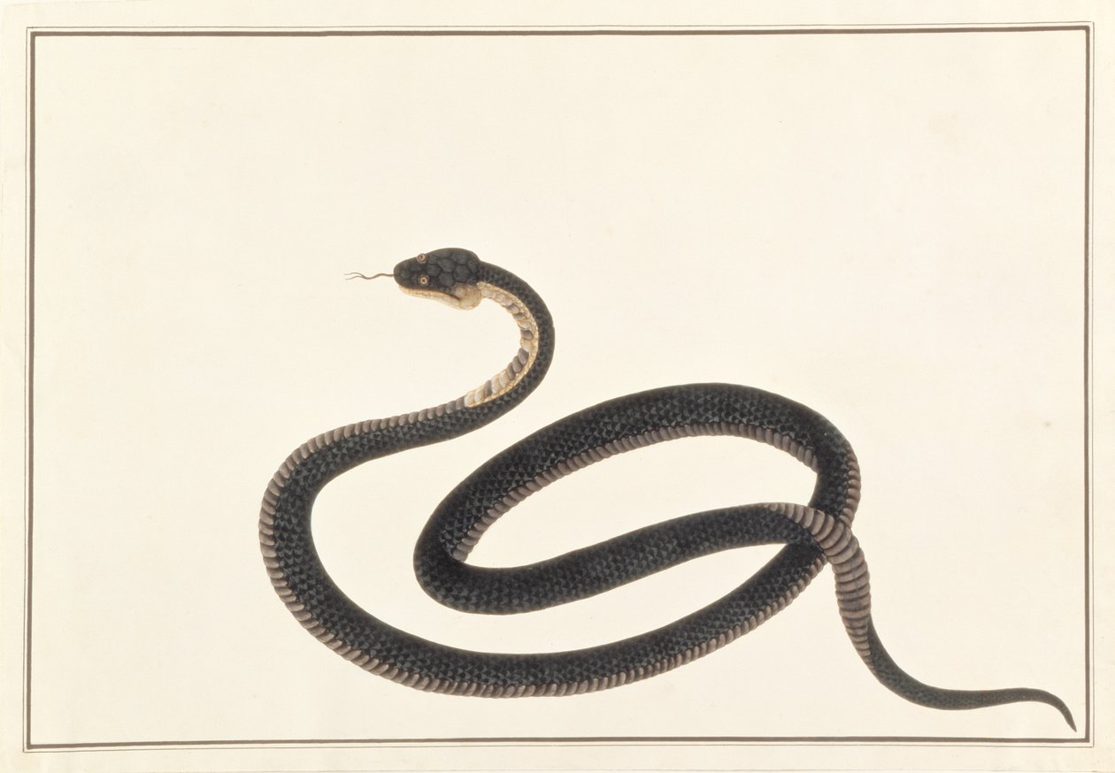 Wąż, z Rysunków zwierząt, owadów i gadów z Malakki, ok. 1805-18 (gwasz i wc na papierze) autorstwa Chinese School