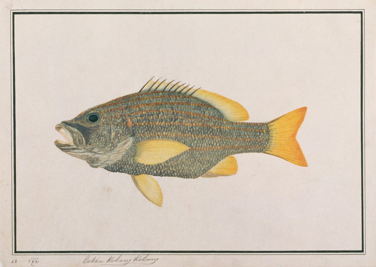 Lucjan flagi hiszpańskiej, z Rysunków ryb z Malakki, ok. 1805-18 (wc na papierze) autorstwa Chinese School