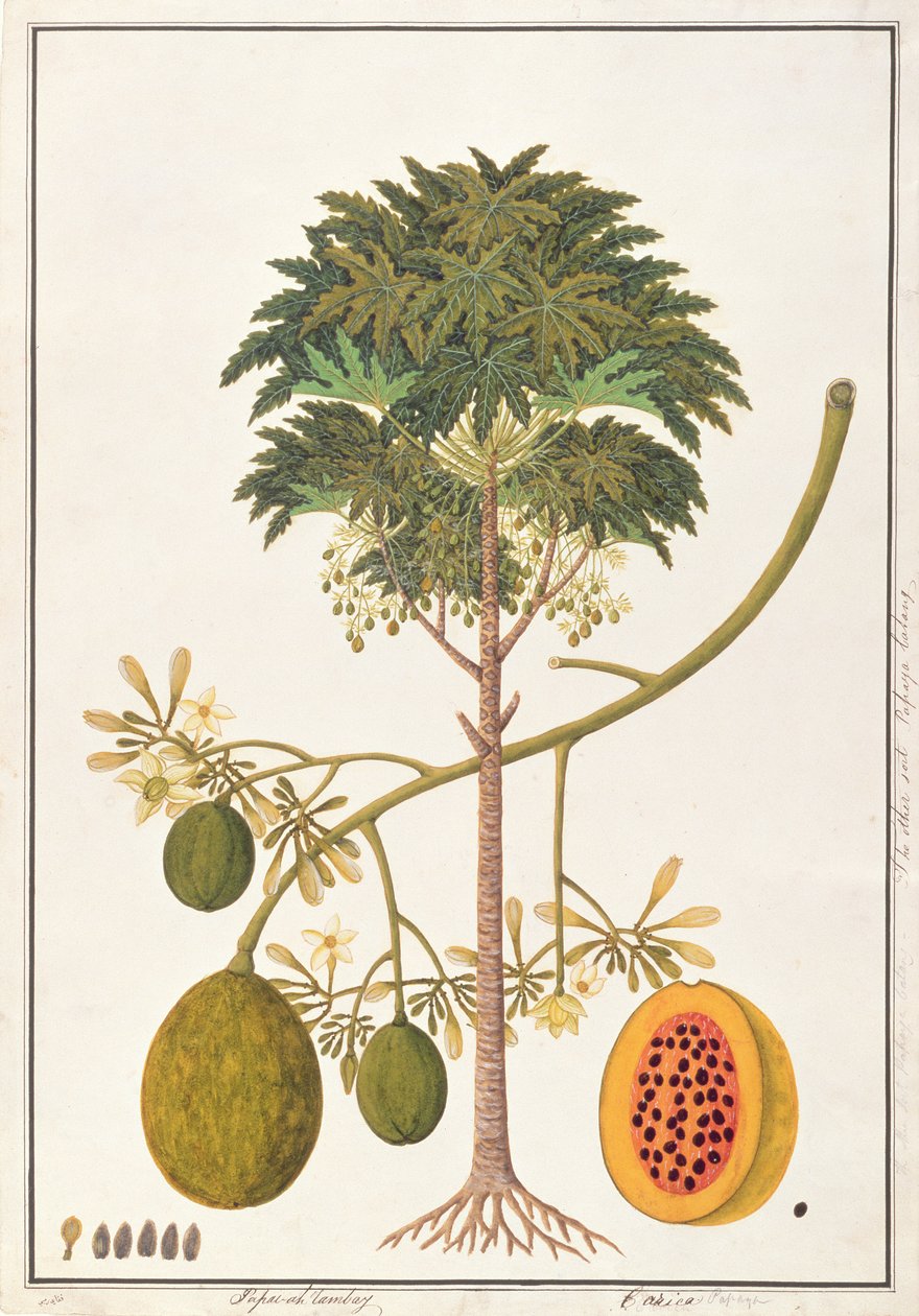 dapai-ah Tambay lub Carica, z Rysunków roślin z Malakki, ok. 1805-18 (wc na papierze) autorstwa Chinese School