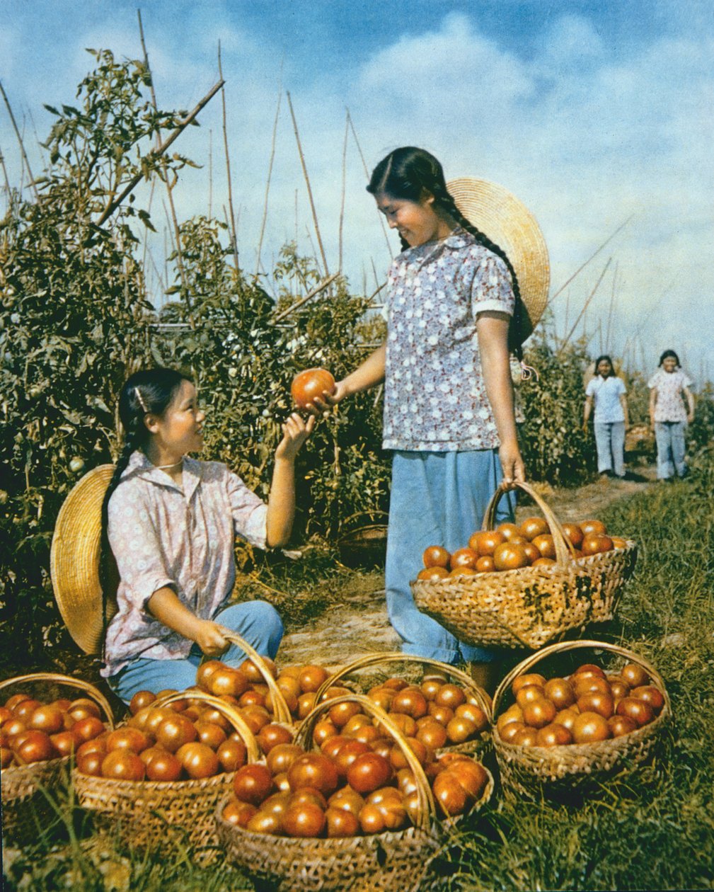 Chińska produkcja żywności: dojrzałe pomidory autorstwa Chinese Photographer