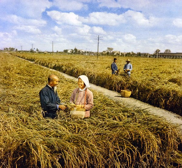 Radość ze wspaniałych żniw, komunistyczne Chiny autorstwa Chinese Photographer