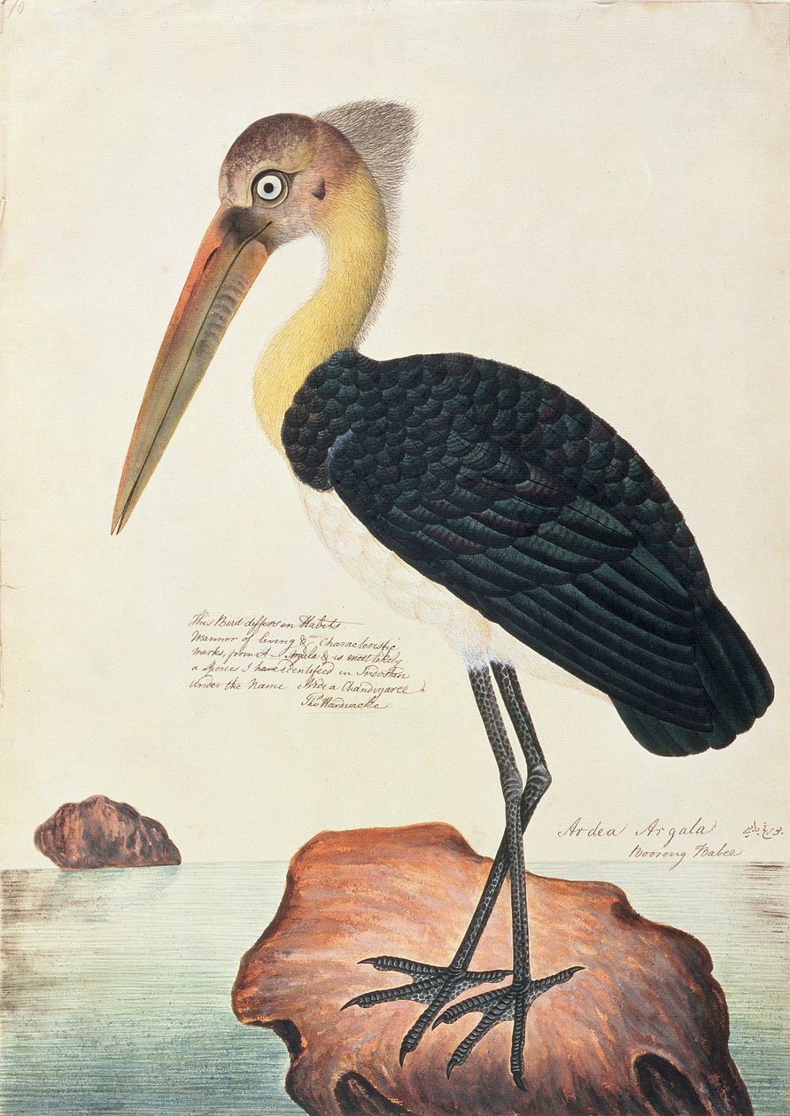 Ardea Argala, z Rysunków ptaków z Malakki, ok. 1805-18 (wc na papierze) autorstwa Chinese School