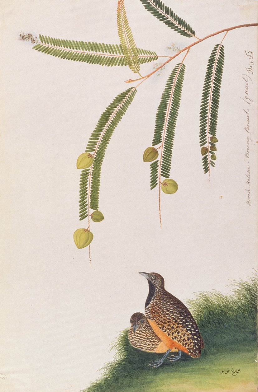Przepiórka z poprzeczką, z Rysunków ptaków z Malakki, ok. 1805-18 (wc na papierze) autorstwa Chinese School