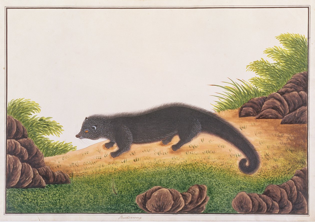 Binturong, z Rysunków zwierząt, owadów i gadów z Malakki, ok. 1805-18 (wc i gwasz na papierze) autorstwa Chinese School