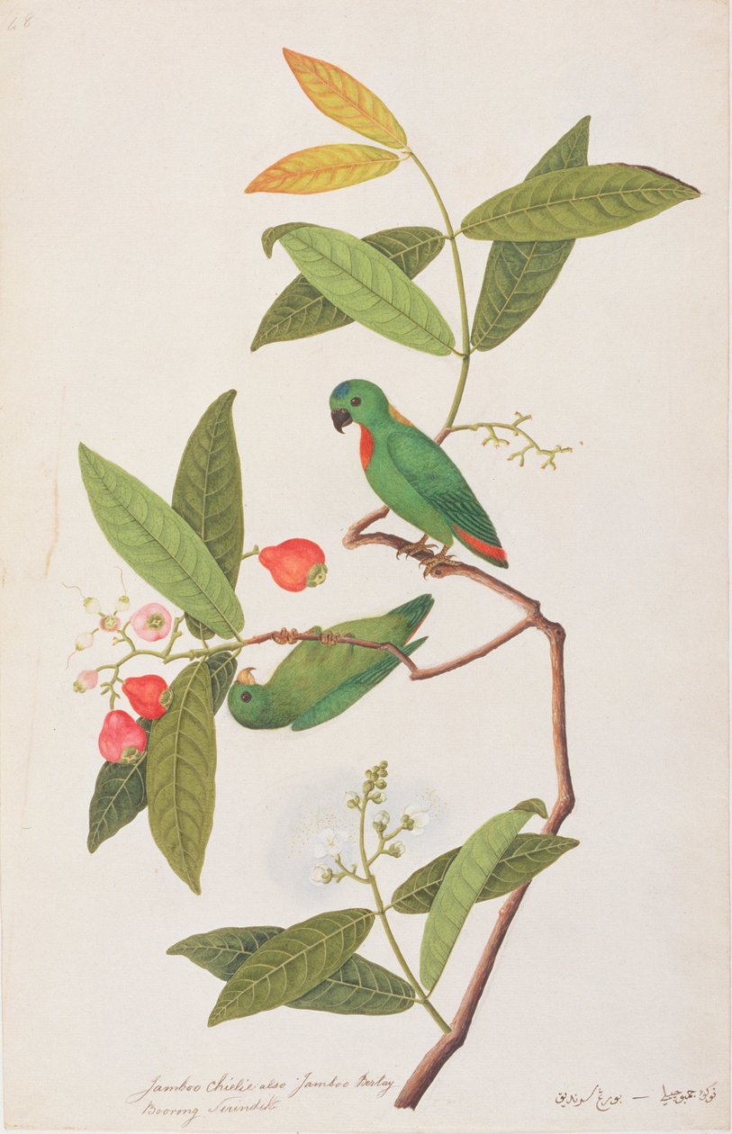 Wisząca papuga z niebieską koroną, z Rysunków ptaków z Malakki, ok. 1805-18 (wc na papierze) autorstwa Chinese School