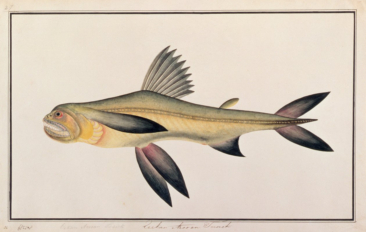Bombay Duck, z Rysunków ryb z Malakki, ok. 1805-18 (wc na papierze) autorstwa Chinese School