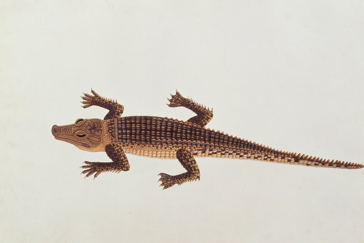 Boo-ay-ah Alligator, z Rysunków zwierząt, owadów i gadów z Malakki, ok. 1805-18 (wc i gwasz na papierze) autorstwa Chinese School