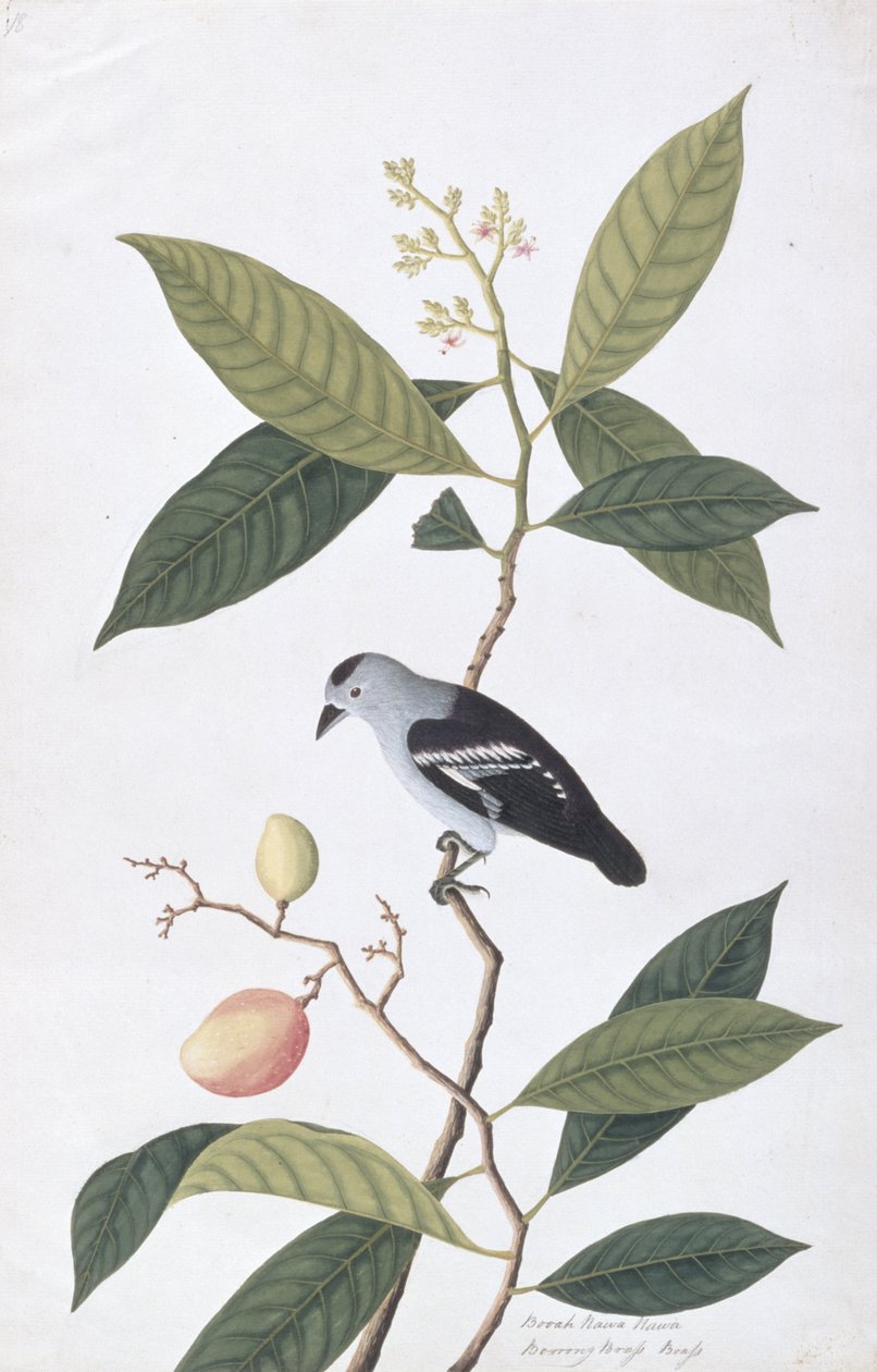 Booah Nawa Hawa, z Rysunków ptaków z Malakki, ok. 1805-18 (wc na papierze) autorstwa Chinese School