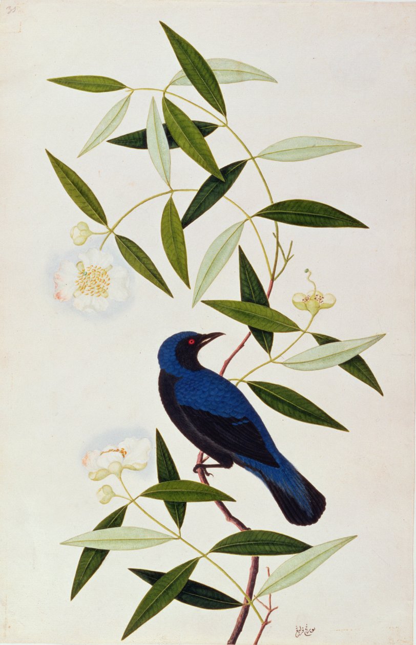 Boorah Farleeh, z Rysunków ptaków z Malakki, ok. 1805-18 (wc na papierze) autorstwa Chinese School