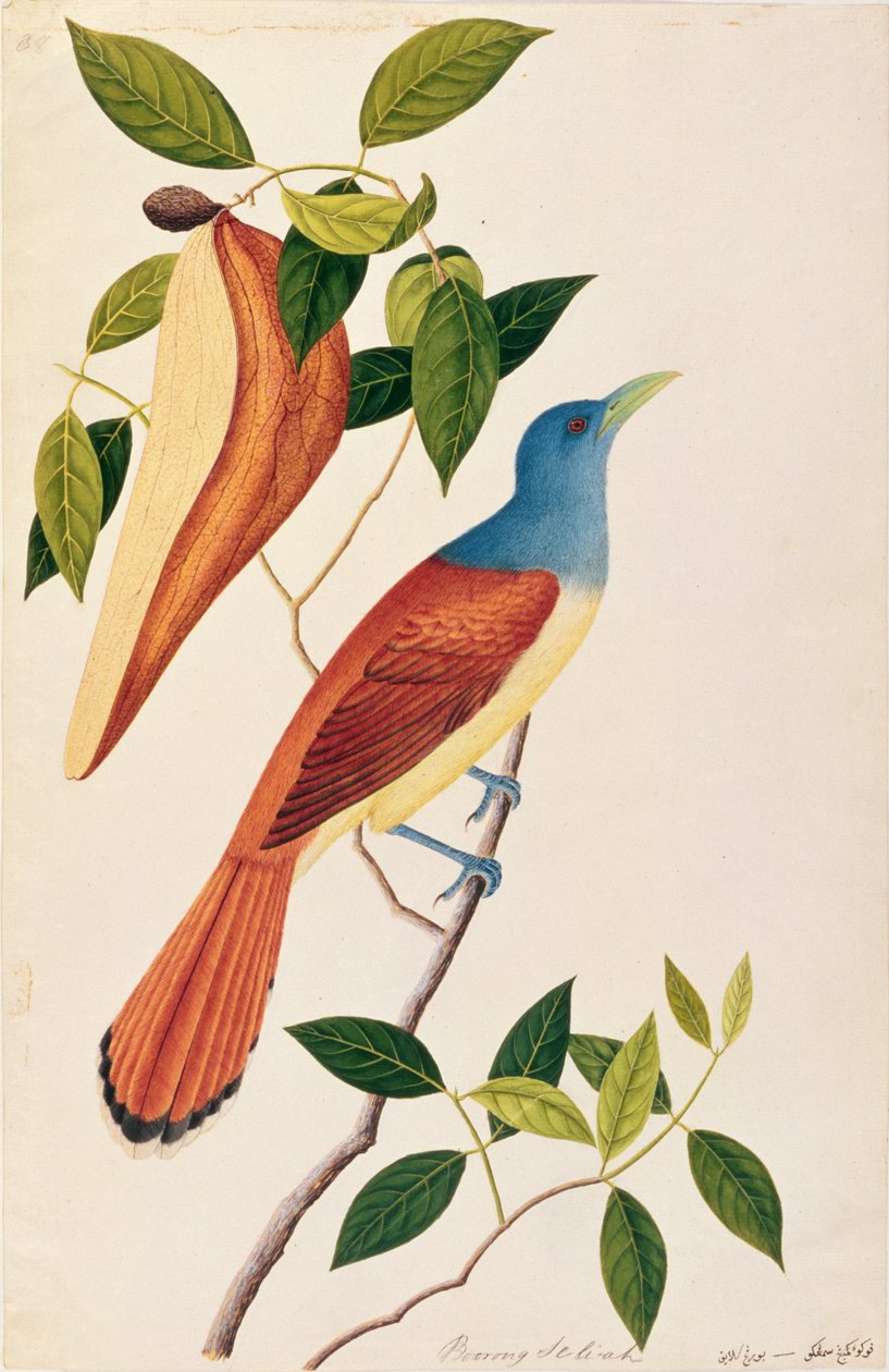 Boorong Seli-ah, z Rysunków ptaków z Malakki, ok. 1805-18 (wc na papierze) autorstwa Chinese School