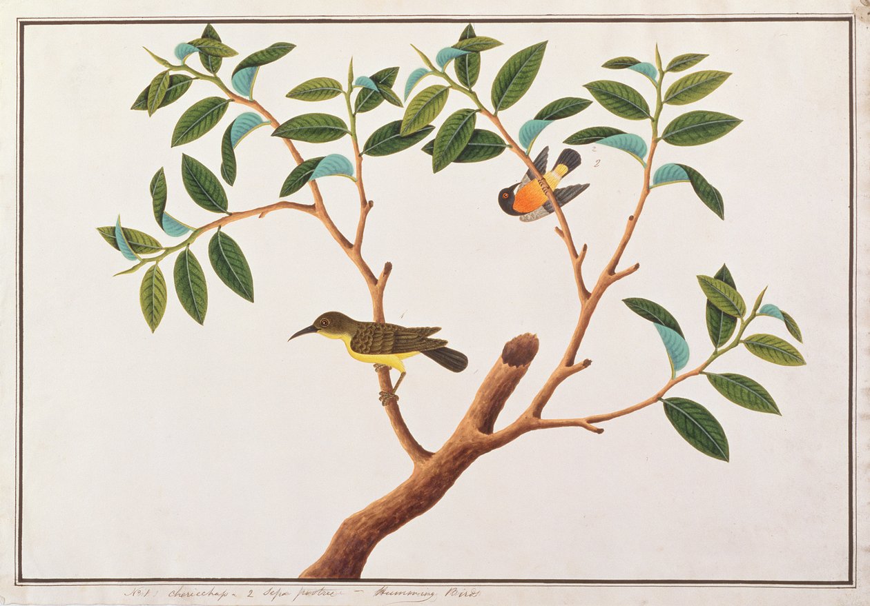 Słonecznik brunatny i Słonecznik o rubinowych policzkach, z Rysunków ptaków z Malakki, ok. 1805-18 (wc na papierze) autorstwa Chinese School