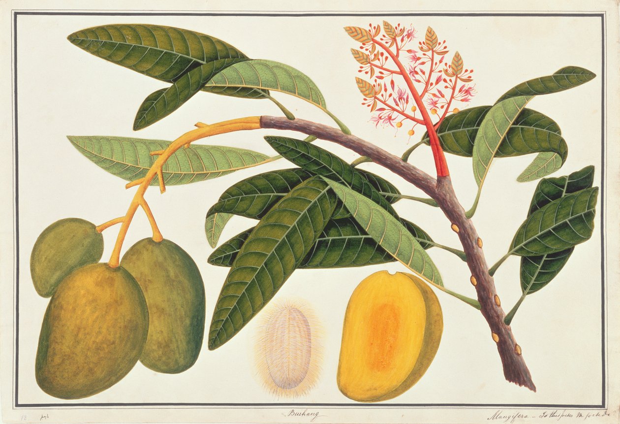 Buihang Mangifera, z Rysunków roślin z Malakki, ok. 1805-18 (wc na papierze) autorstwa Chinese School