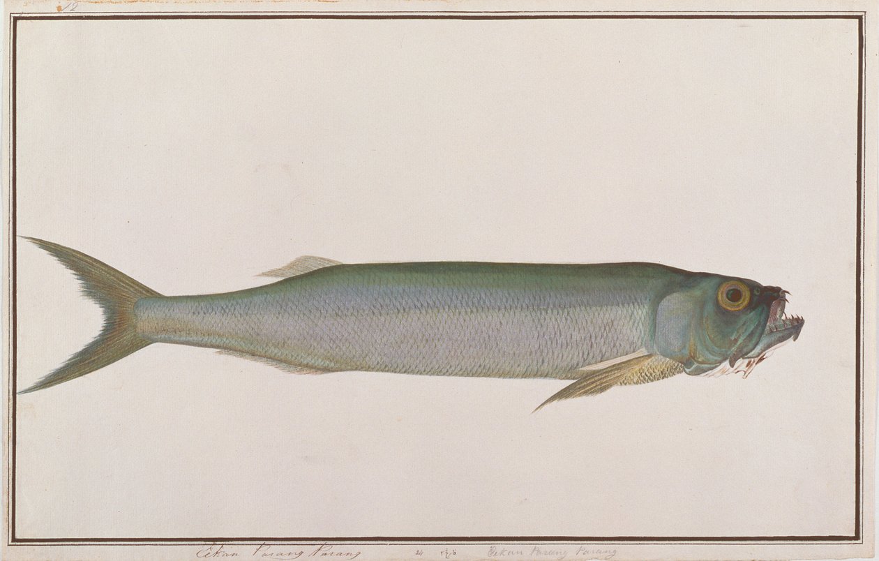 Dorab Wolf-śledź, z Rysunków ryb z Malakki, ok. 1805-18 (wc na papierze) autorstwa Chinese School