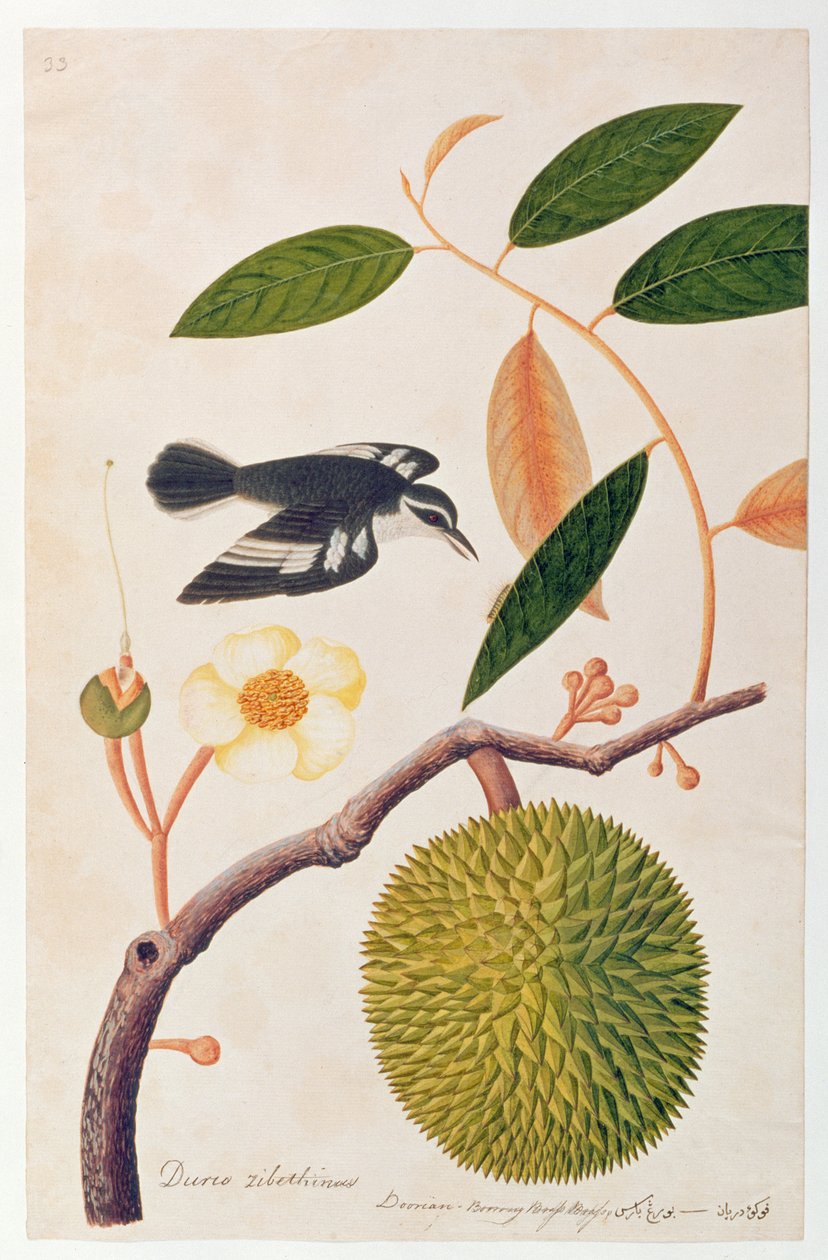 Durie zibethinus, Dorrian lub Boorong Brass Brass, z Rysunków ptaków z Malakki, ok. 1805-18 (wc na papierze) autorstwa Chinese School