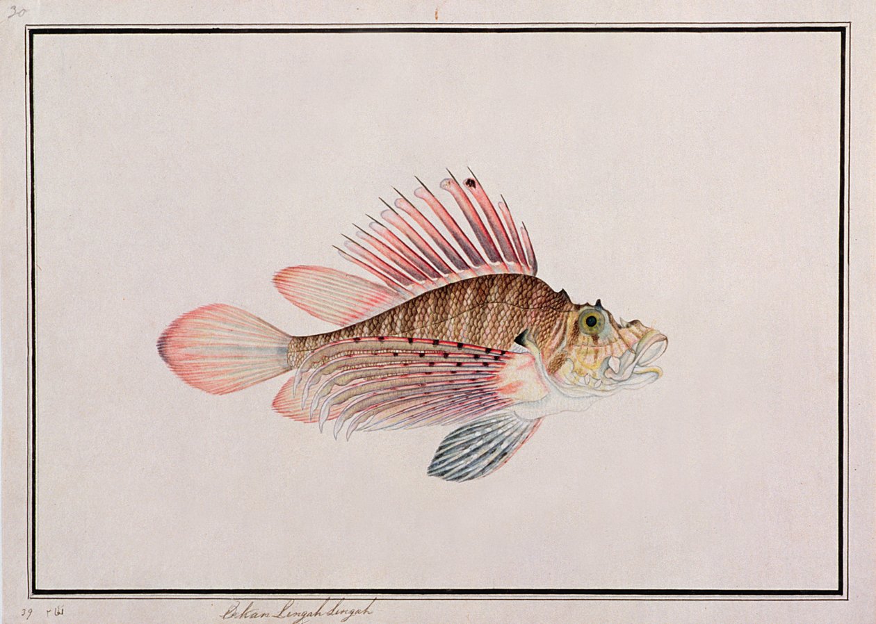 Eekan Linqah Singah, z Rysunków ryb z Malakki, ok. 1805-18 (wc na papierze) autorstwa Chinese School