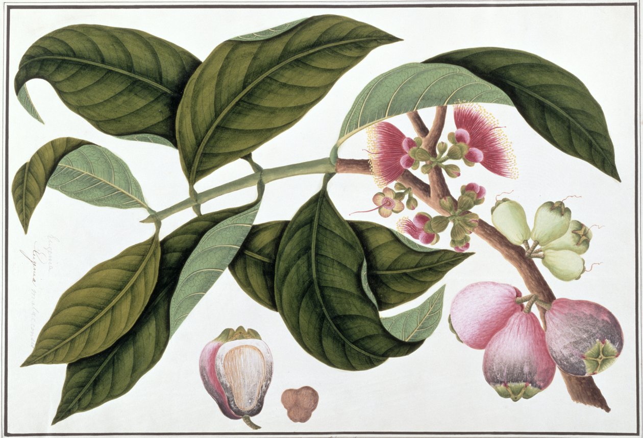 Eugenia lub Jamboo Teloie poote, z Rysunków roślin z Malakki, ok. 1805-18 (wc na papierze) autorstwa Chinese School
