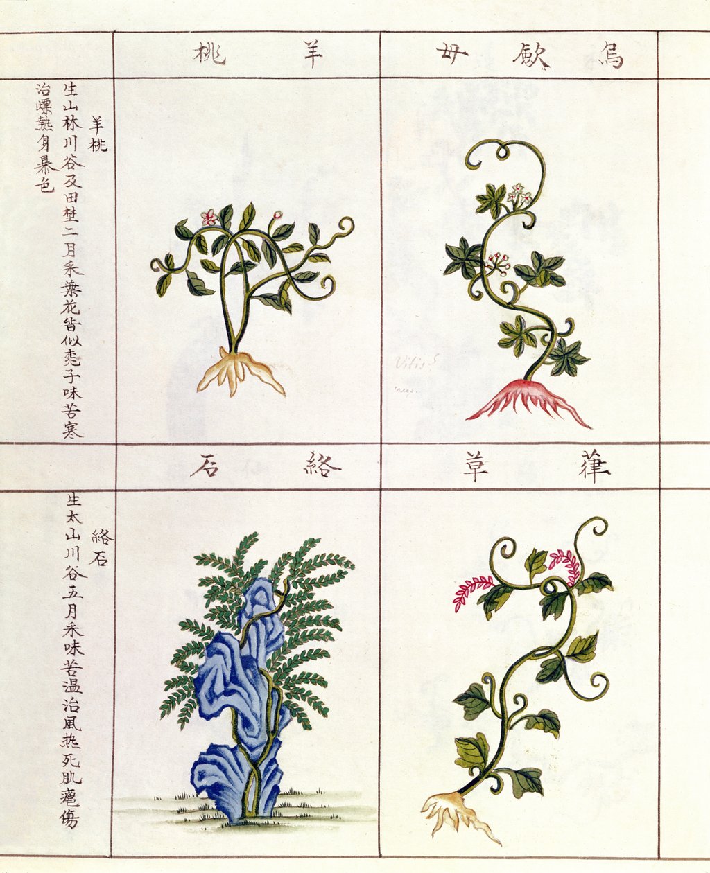 Cztery rośliny z Pen Tsao, kolekcja roślin leczniczych, XVIII-XIX w. autorstwa Chinese School