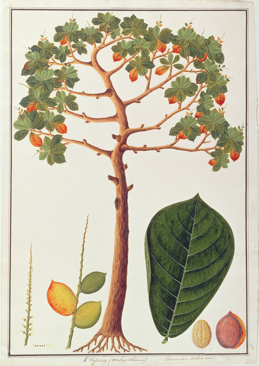 Klapang Terminalia Molucana lub malajski migdał, z Rysunków roślin z Malakki, ok. 1805-18 (wc na papierze) autorstwa Chinese School