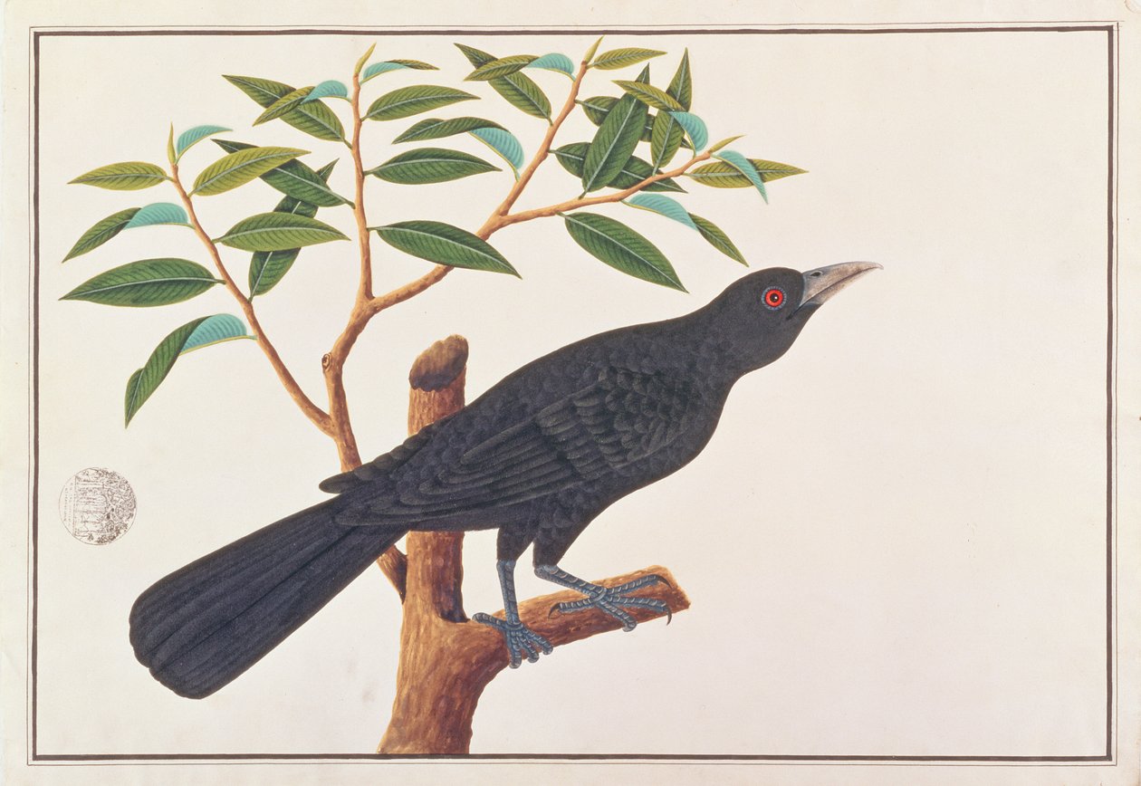 Koel, z Rysunków ptaków z Malakki, ok. 1805-18 (wc na papierze) autorstwa Chinese School