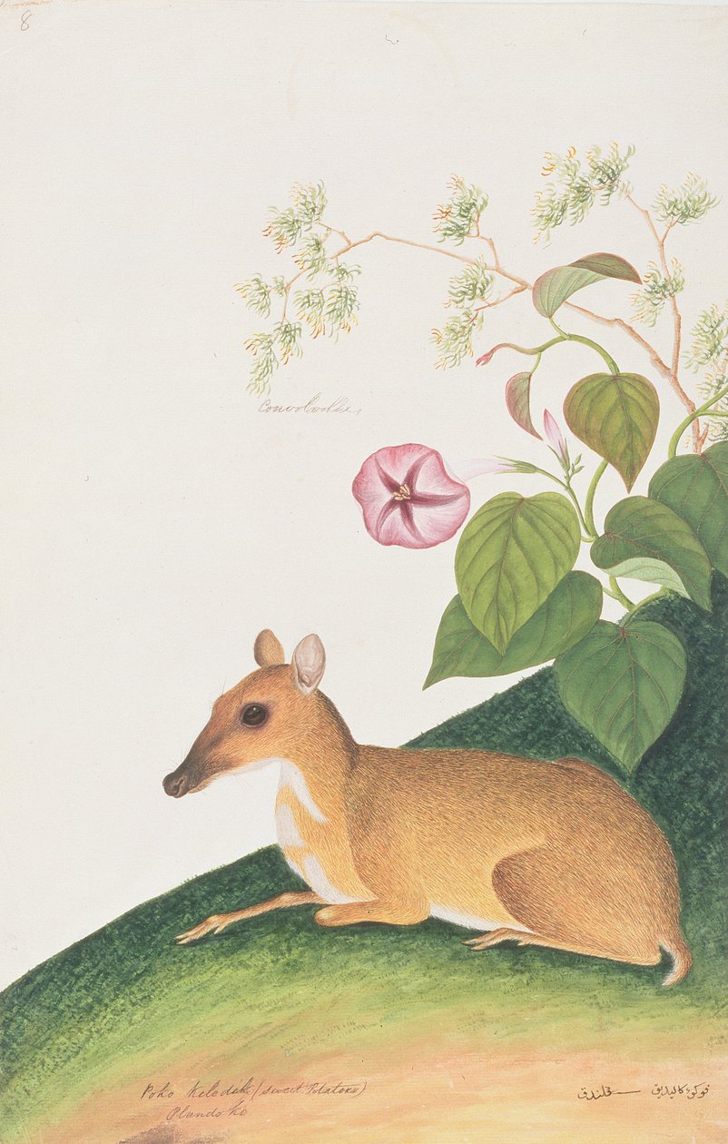 Jelonek mały, z Rysunków zwierząt, owadów i gadów z Malakki, ok. 1805-18 (wc i gwasz na papierze) autorstwa Chinese School