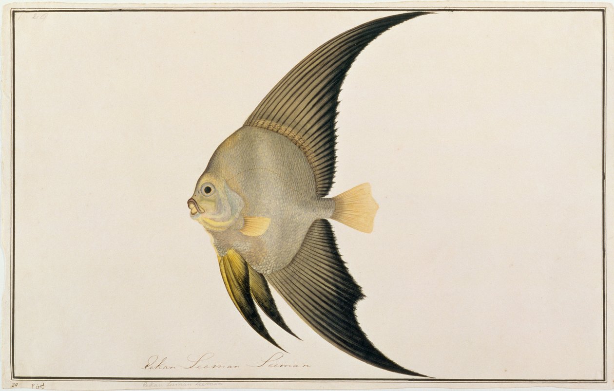 Nietoperz długopłetwy, z Rysunków ryb z Malakki, ok. 1805-18 (wc na papierze) autorstwa Chinese School