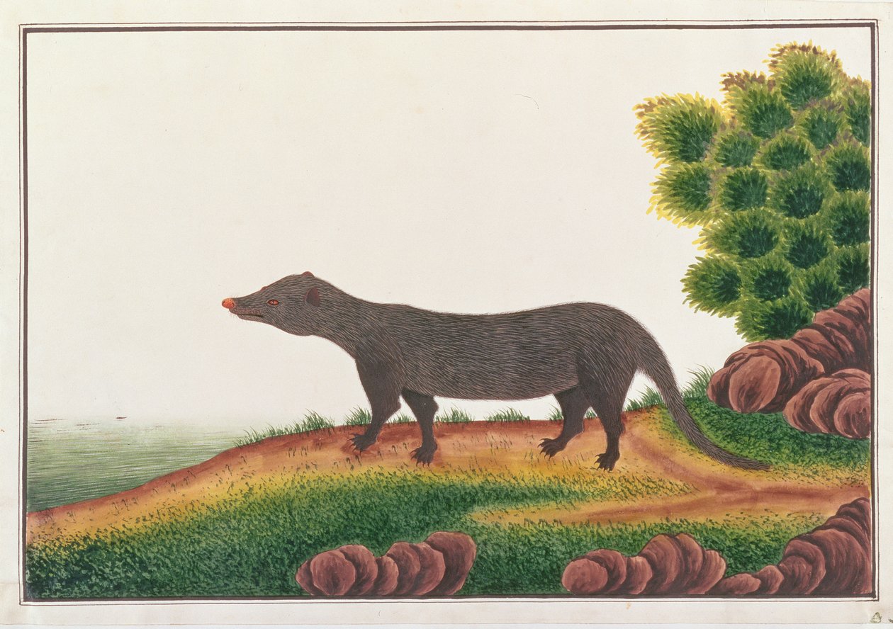 Mangusta, z Rysunków zwierząt, owadów i gadów z Malakki, ok. 1805-18 (gwasz i toaleta na papierze) autorstwa Chinese School