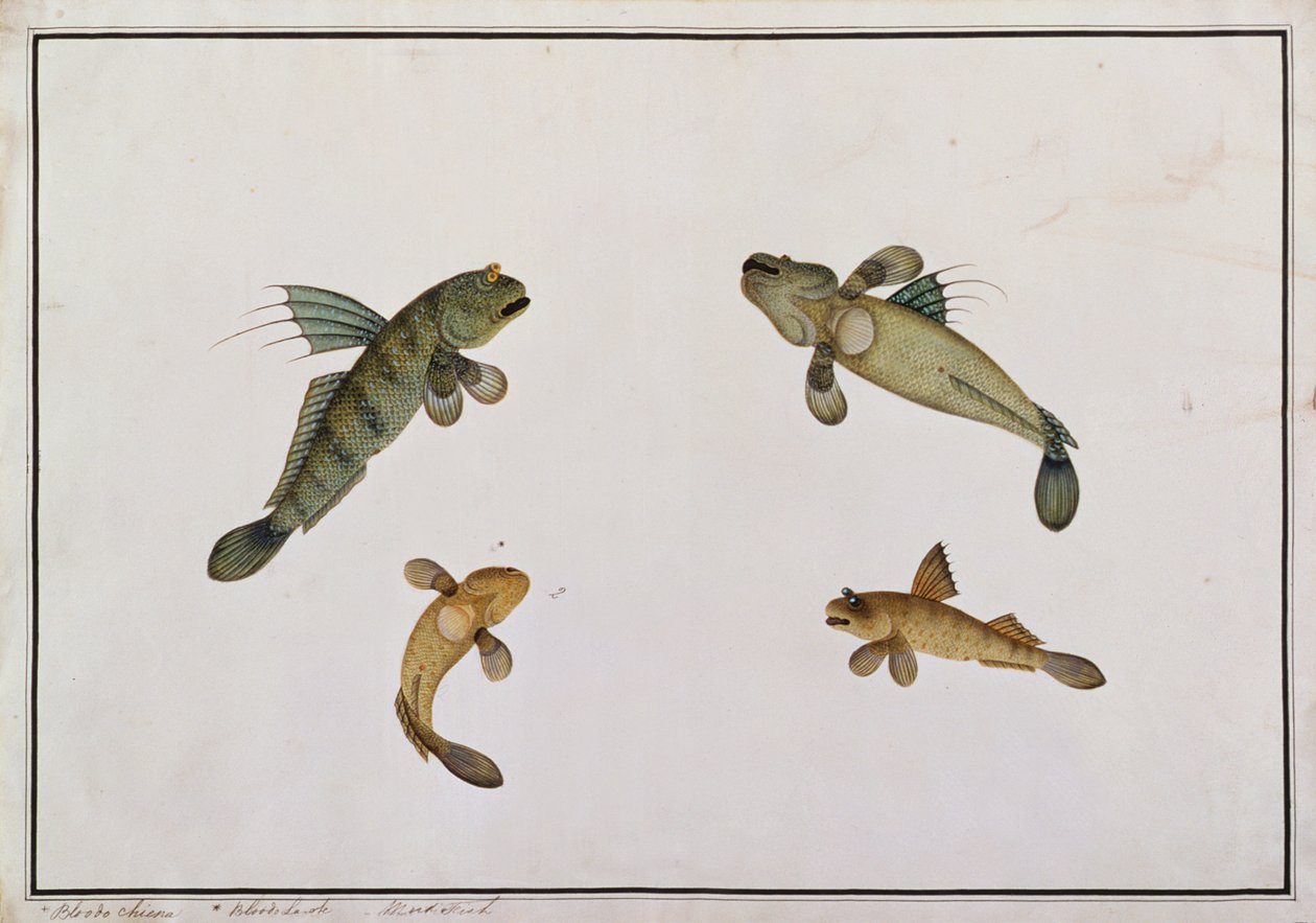 Ryba błotna, Bloodo chiena, Bloodo La-ore, z Rysunków ryb z Malakki, ok. 1805-18 (wc na papierze) autorstwa Chinese School