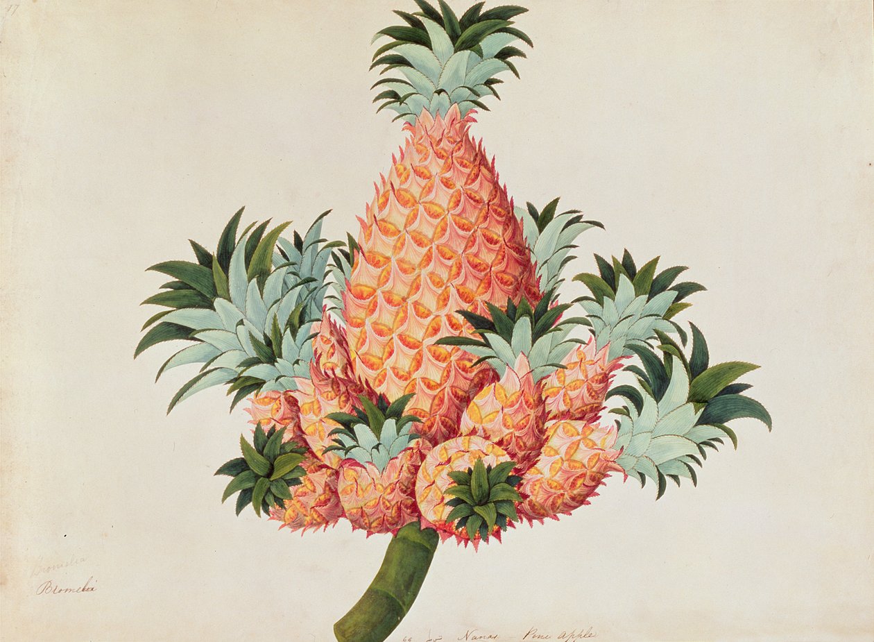 Nanas lub ananas, z Rysunków roślin z Malakki, ok. 1805-18 (wc na papierze) autorstwa Chinese School