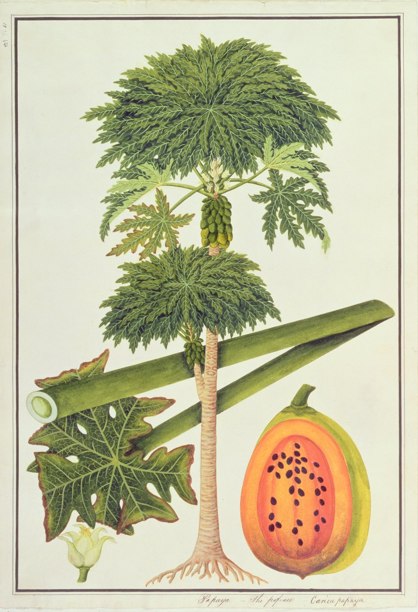 Papaya, Papau lub Caica Papaya, z Rysunków roślin z Malakki, ok. 1805-18 (wc na papierze) autorstwa Chinese School